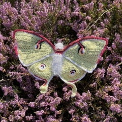 Luna Moth Butterfly amigurumi pattern by MieksCreaties